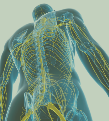 Craniosacrales System